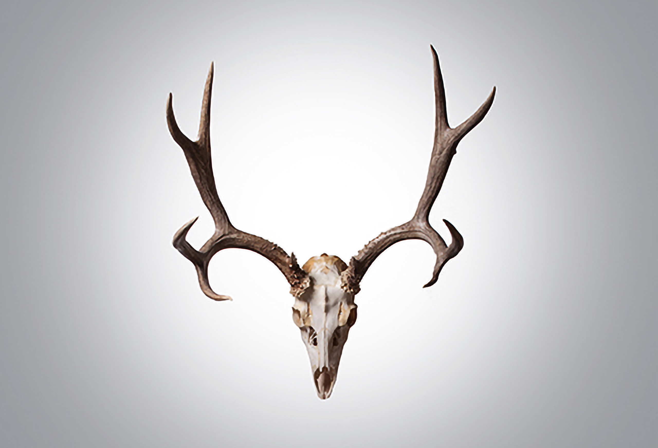 手数料安い MULE DEER／ミュールジカ（仮）【ボーン・アート】 | ギャラリー アンティーク雑貨